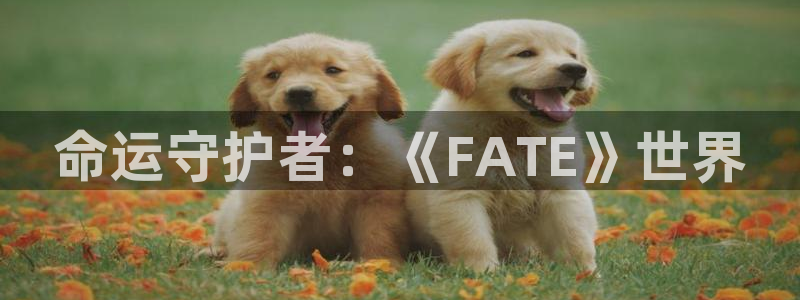 好看的里番：命运守护者：《FATE》世界