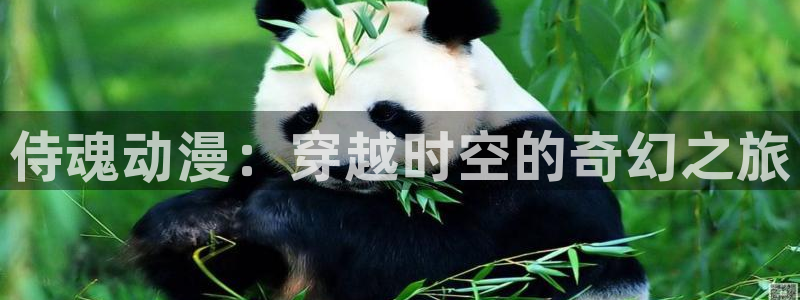 里番动漫吧：侍魂动漫：穿越时空的奇幻之旅